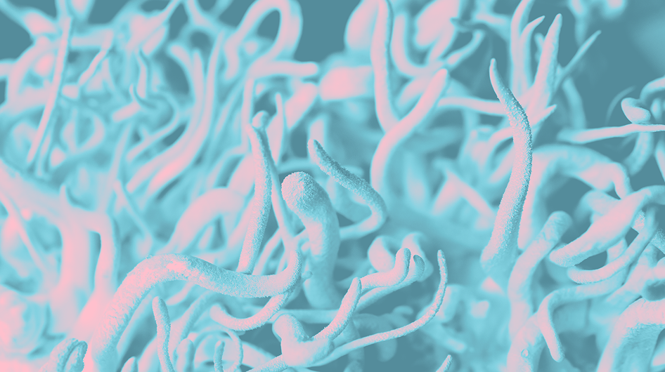 Microscopic view of Cordyceps