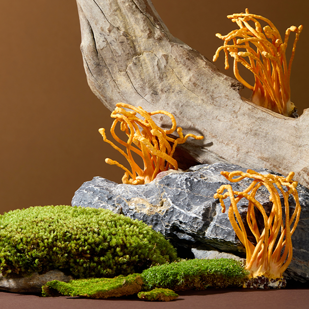 Cordyceps linked to better oxygen delivery in Mushroom Heaven