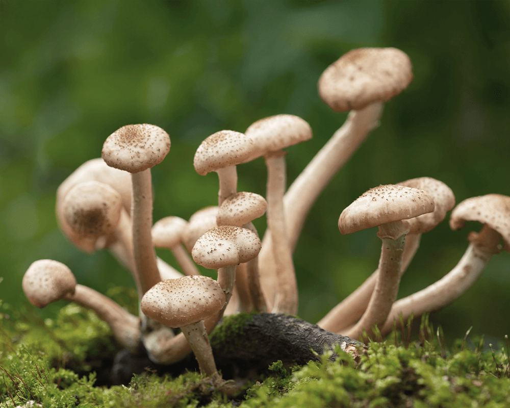 Cordyceps: "Cordyceps mushroom 10:1 dual extract for respiratory and kidney health support"