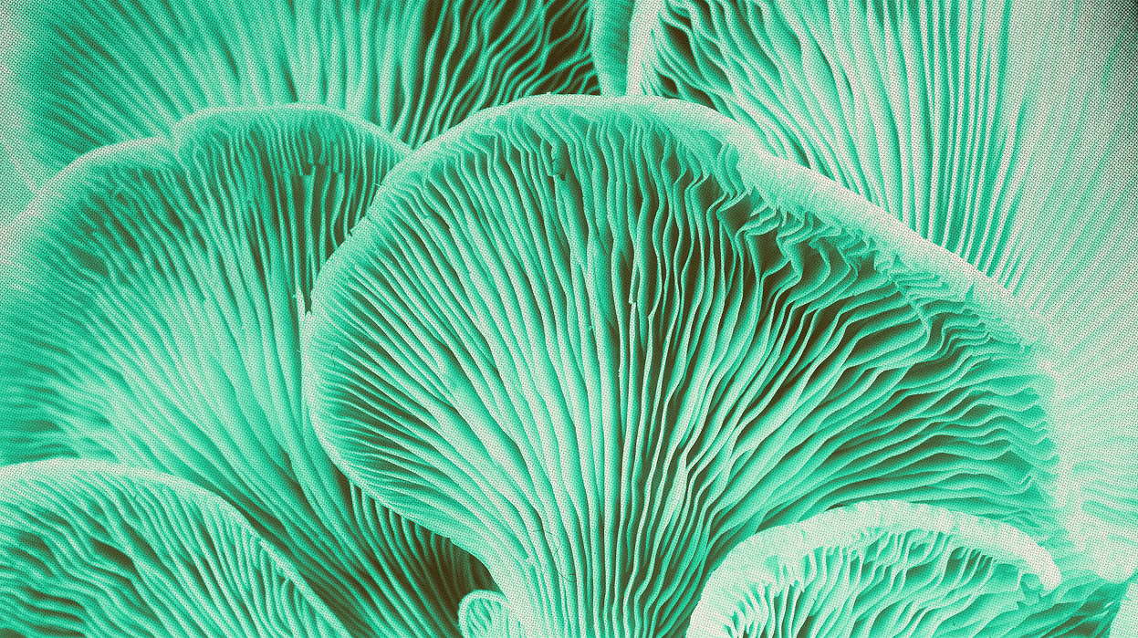 Mushroom Heaven brand aesthetic with natural gradient design