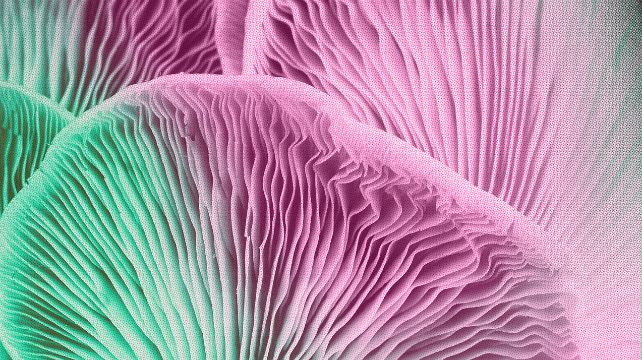 Mushroom Heaven brand aesthetic with natural gradient design