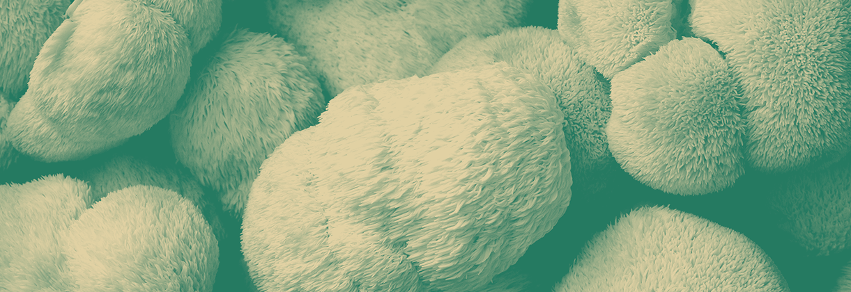 Mushroom Heaven brand aesthetic with natural gradient design