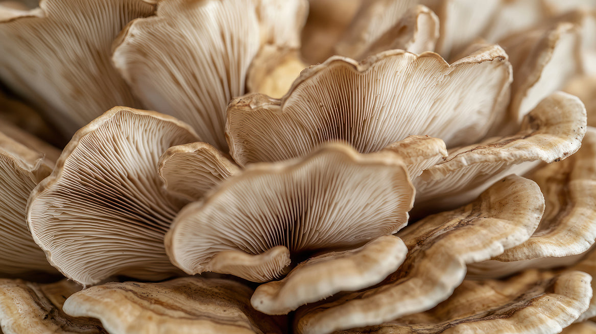 Maitake key ingredient in Mushroom Heaven