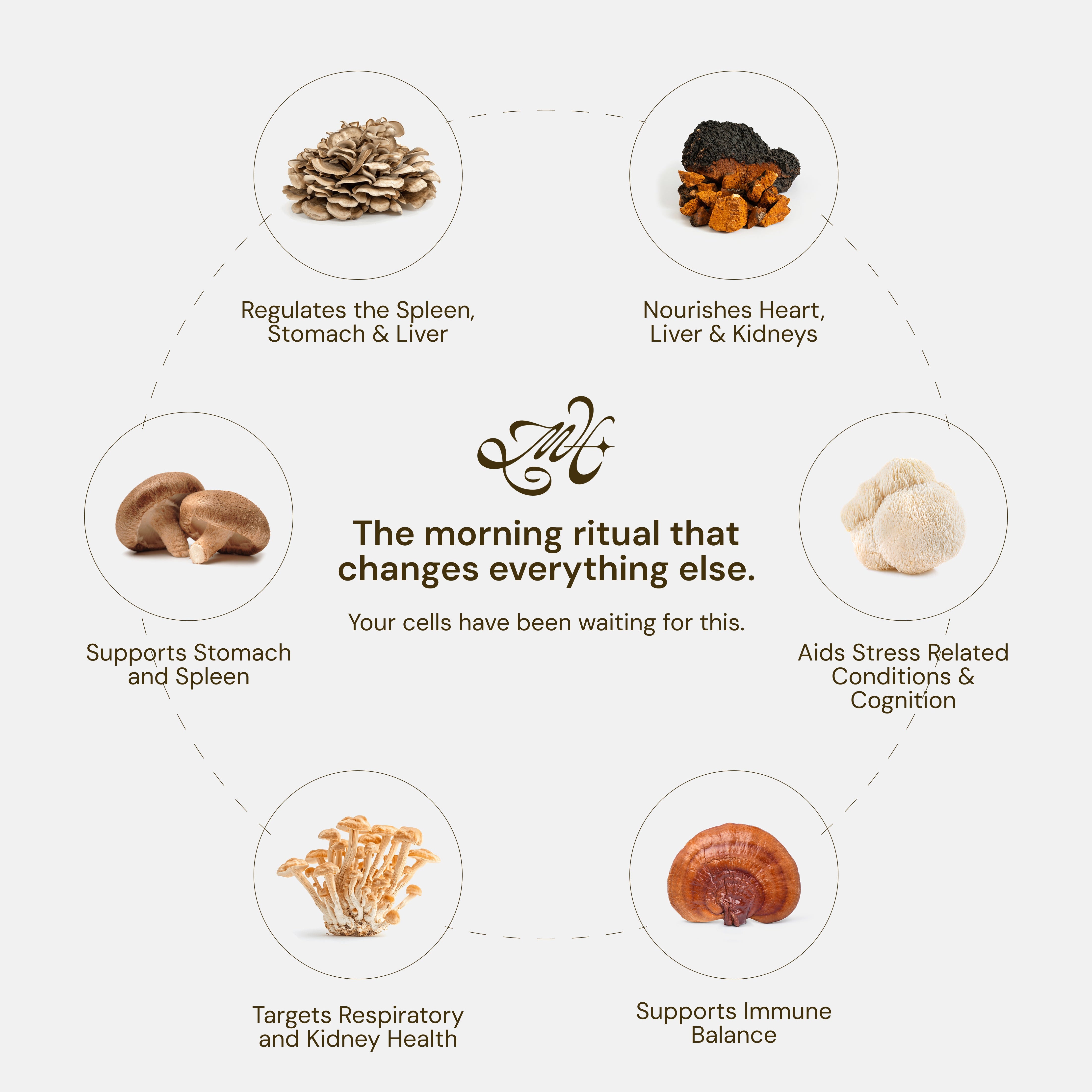 Illustration of mushrooms with their health benefits on a light background
