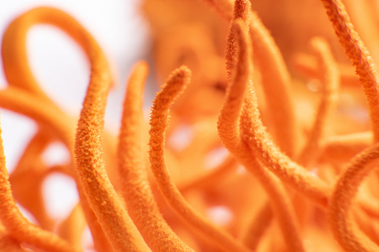 Mushrooms to support clarity in Mushroom Heaven