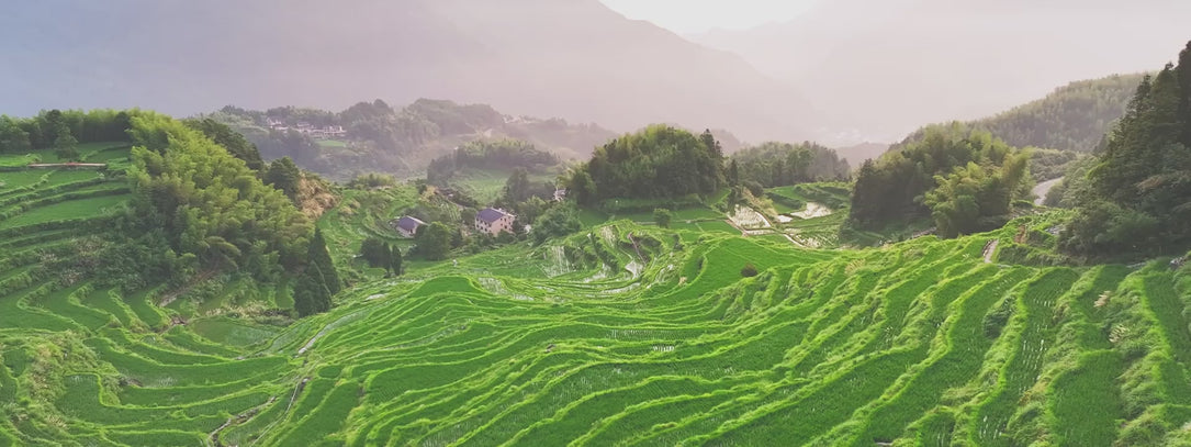 Mushroom Heaven premium extract formula preparation with traditional Chinese Medicine techniques